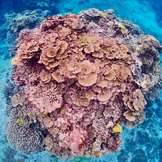 SUP & SNORKELING TOUR