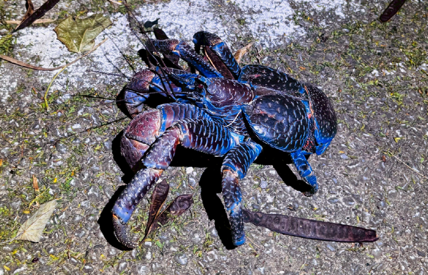 １組貸切！<br />
絶滅危惧種ヤシガニ・<br />
ナイトツアー ＋ <br />
天体望遠鏡で楽しむ星空観察